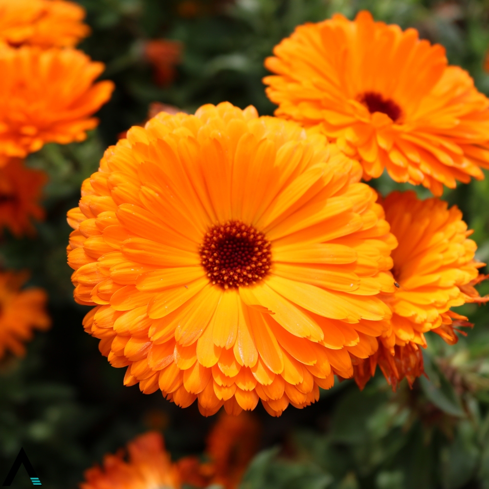 calendula