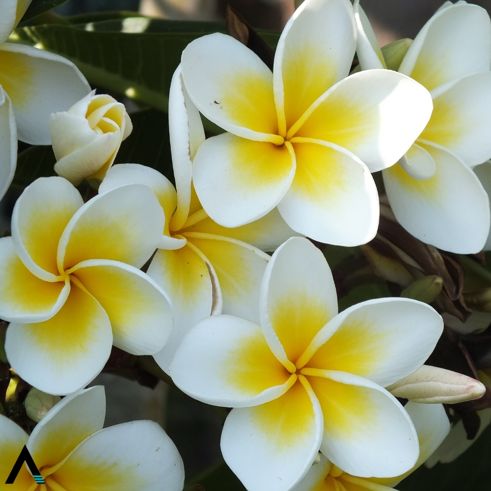 frangipani