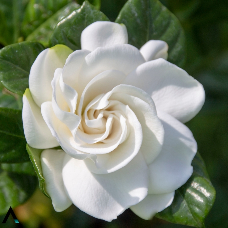 gardenia