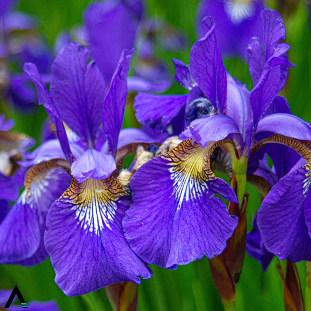 iris