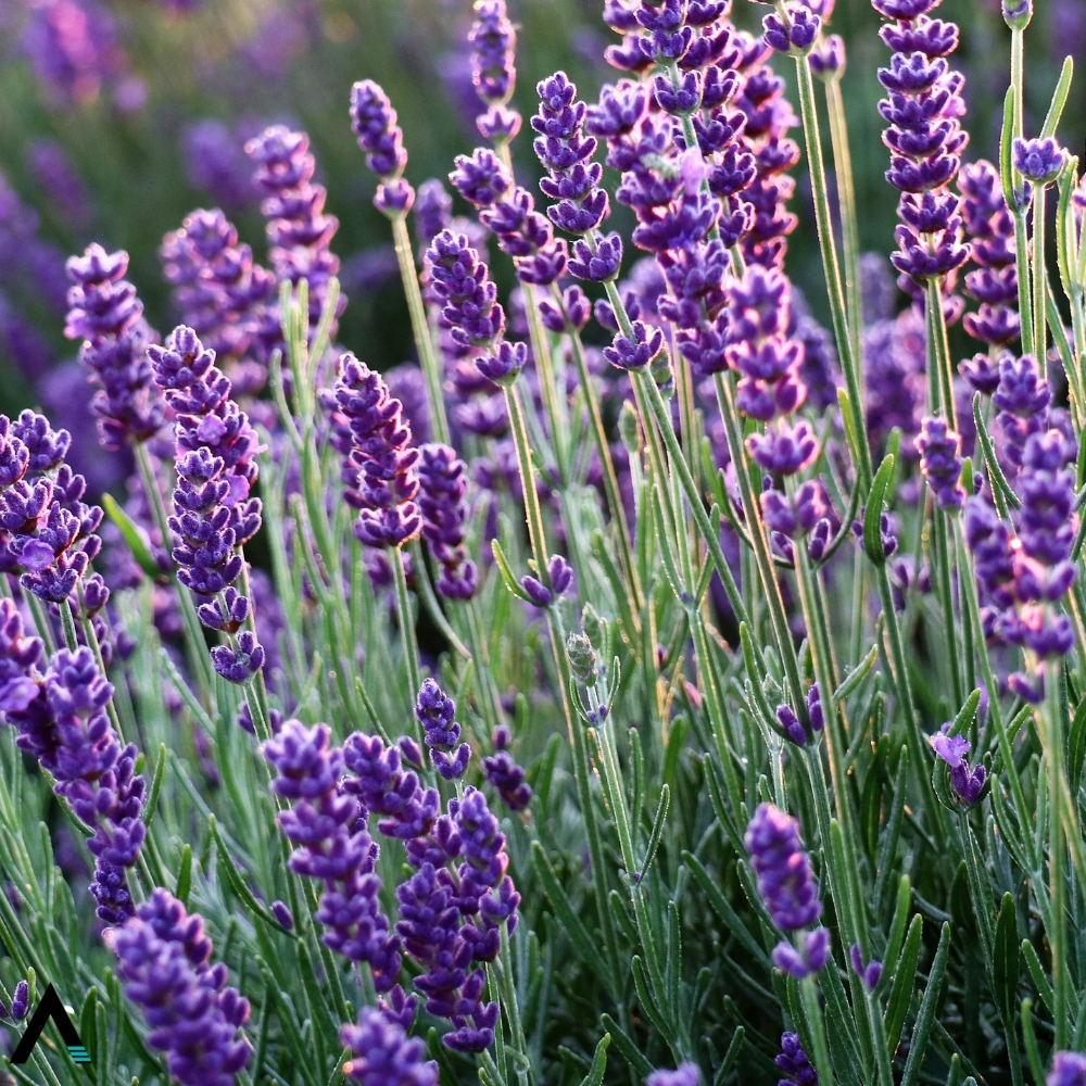 lavanda