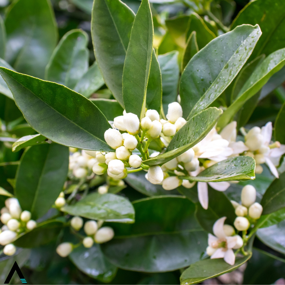 neroli