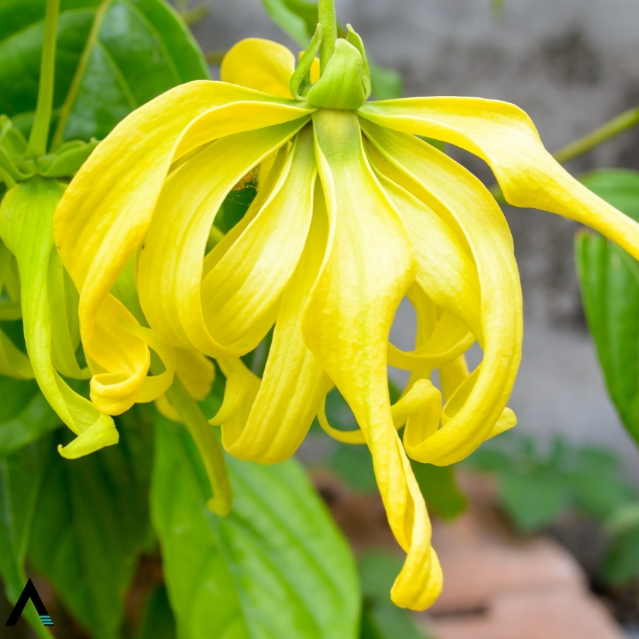 ylang-ylang